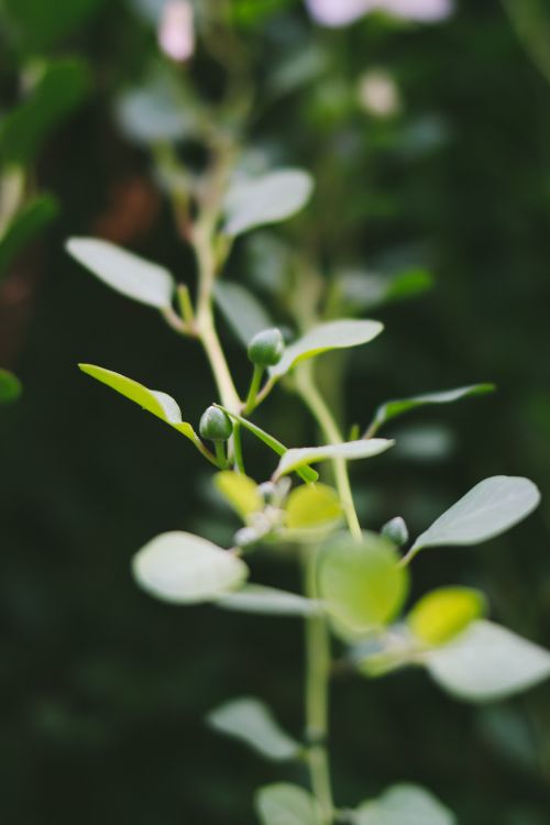 Free Tender lush thin plant stem with small green leaves in blurred sunny garden Stock Photo