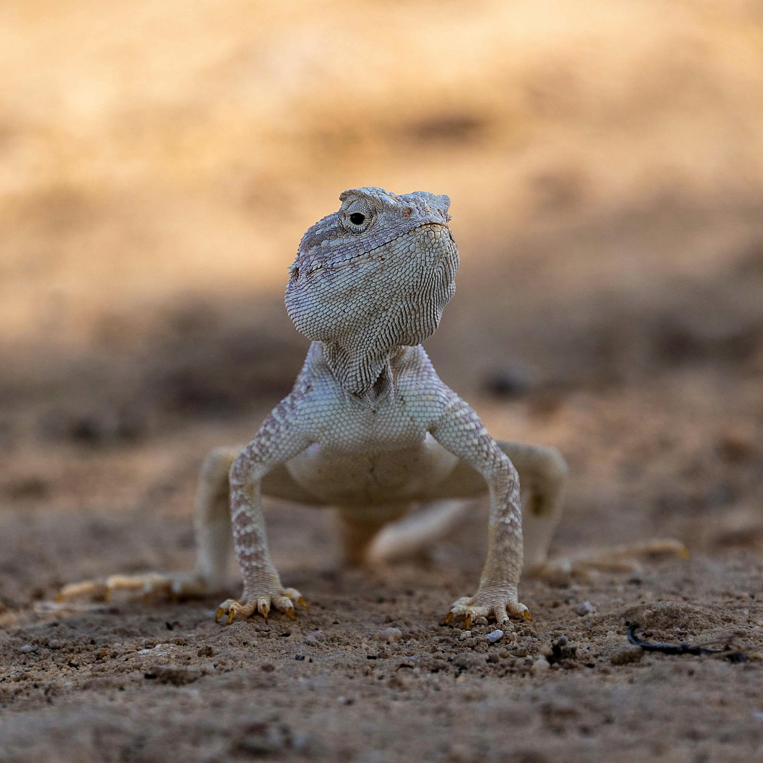 Close-up on Agama Lizard