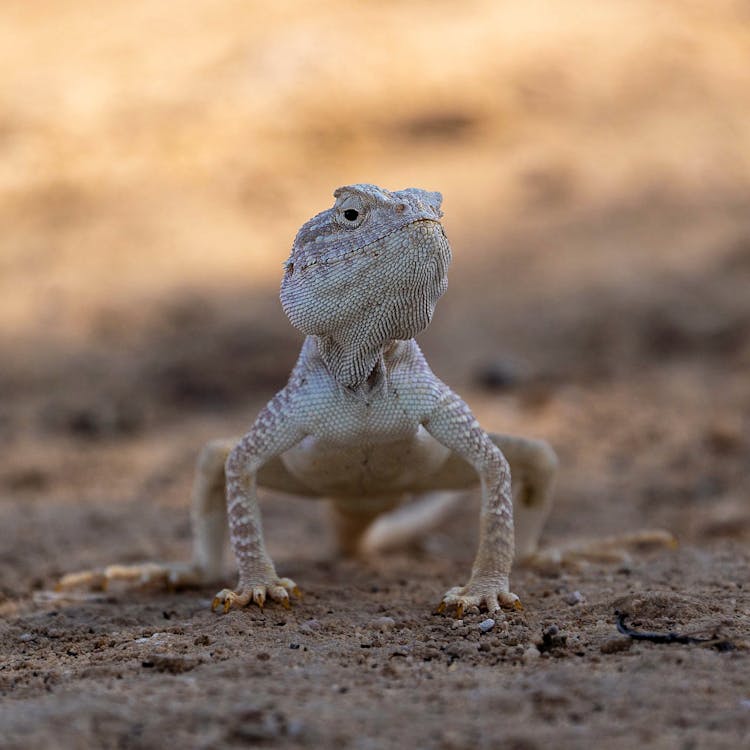 Close-up On Agama Lizard