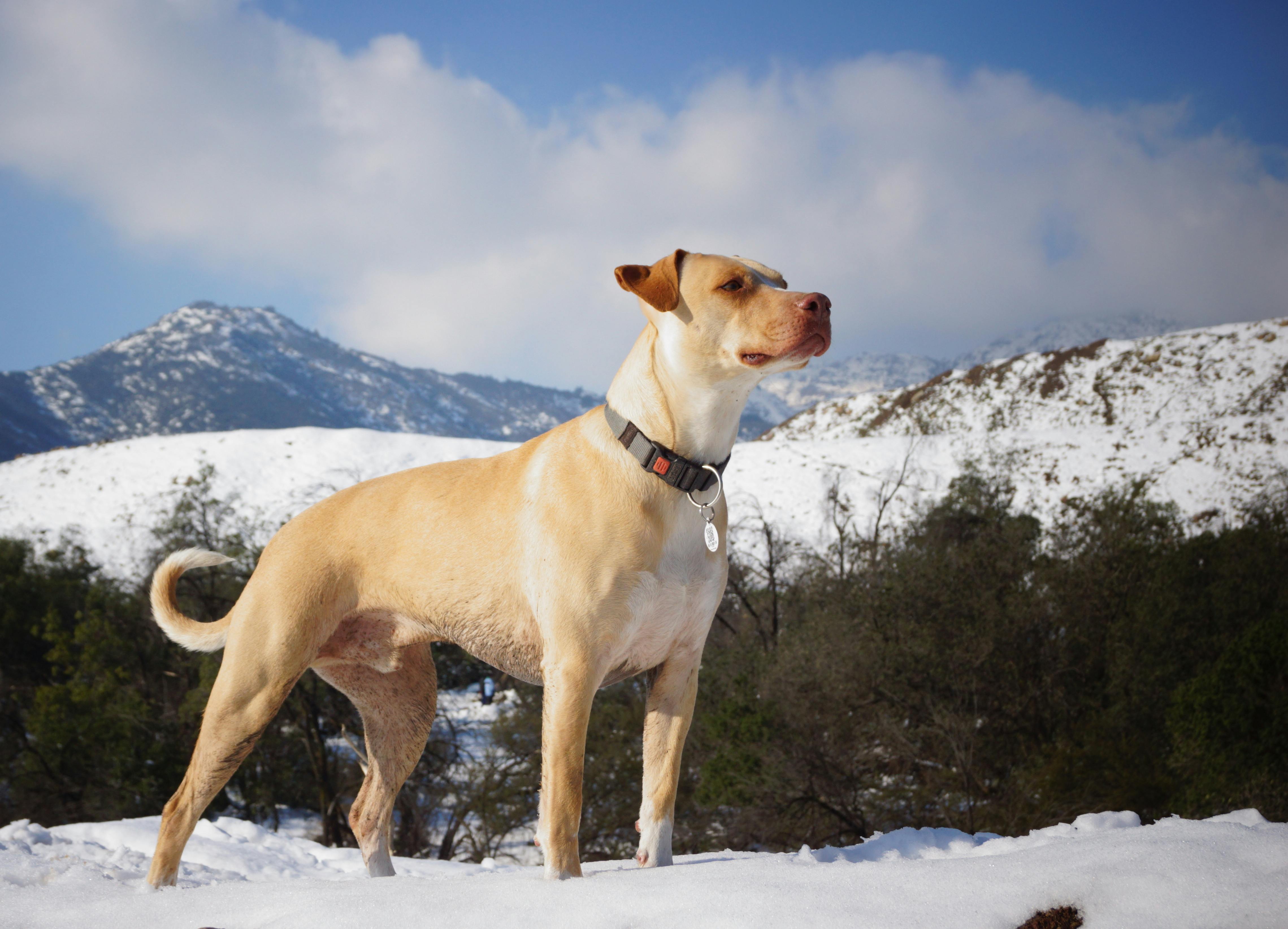 Portrait of Dog in Mountains