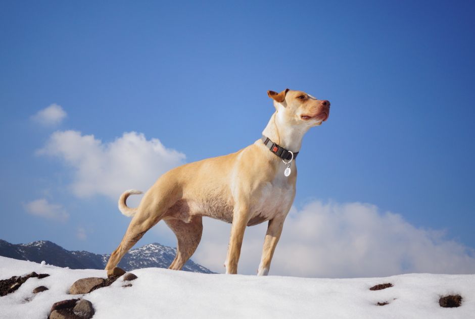 Fi vs Whistle vs Apple AirTag: GPS Tracker Faceoff for Dogs A dog stands confidently in a snowy mountainous setting under a clear blue sky.