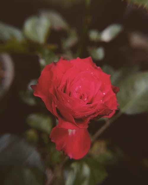 Free stock photo of macro photo, red rose, smartphone