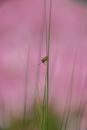 Green Spider on Green Grass