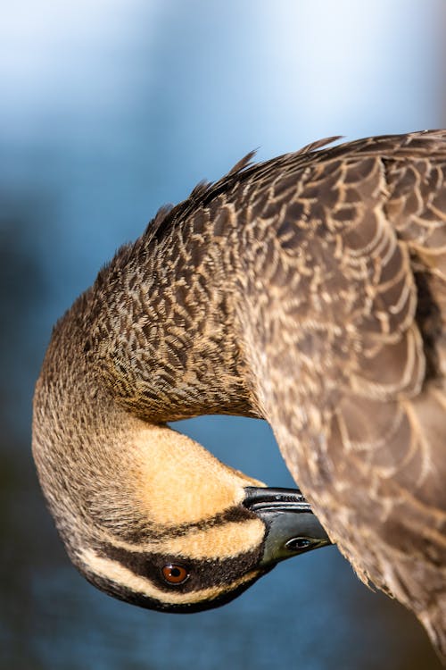 A Duck Pecking Itself