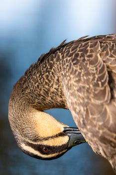 A Duck Pecking Itself