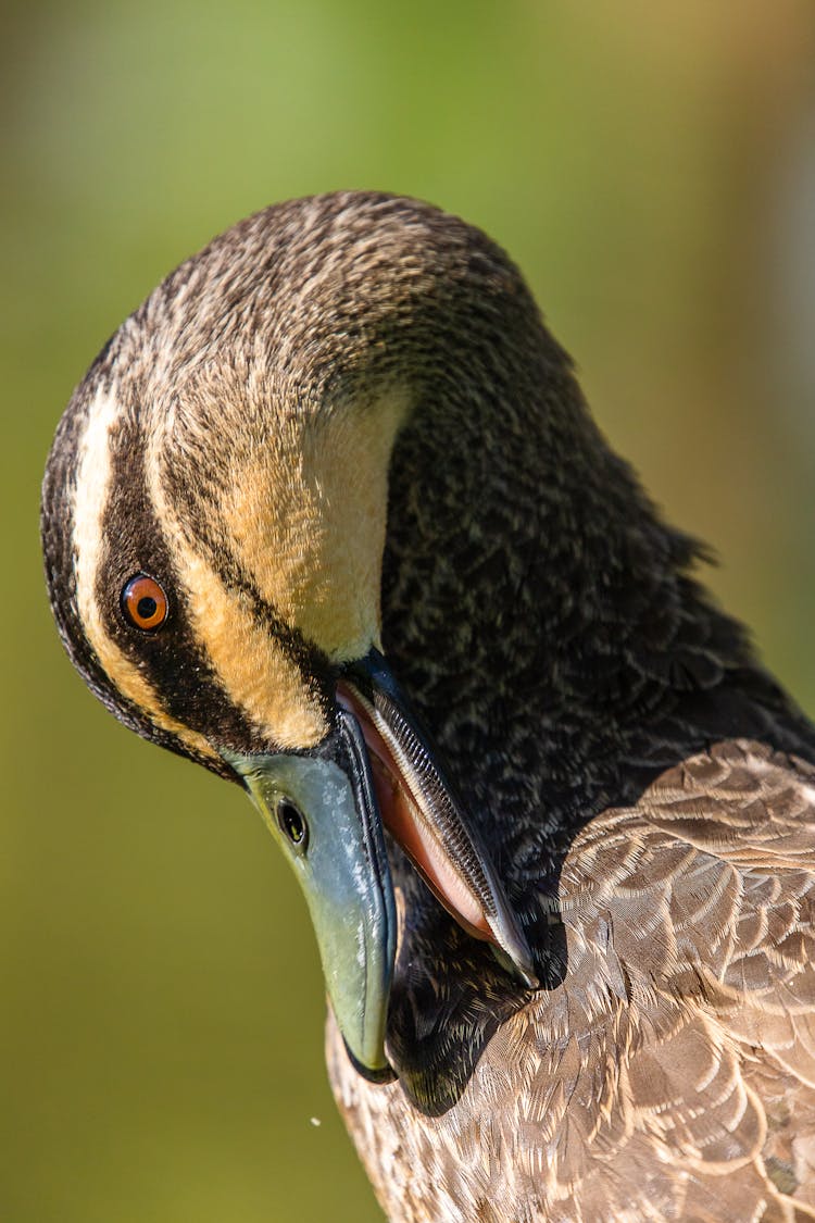 Close Up Of Duck Head