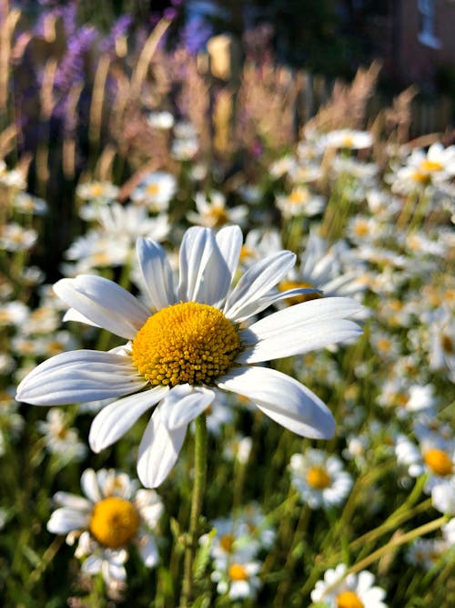 Gratis arkivbilde med blomster, blomstre, chamomiles