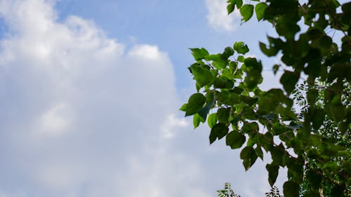 Безкоштовне стокове фото на тему «блакитне небо, листя»