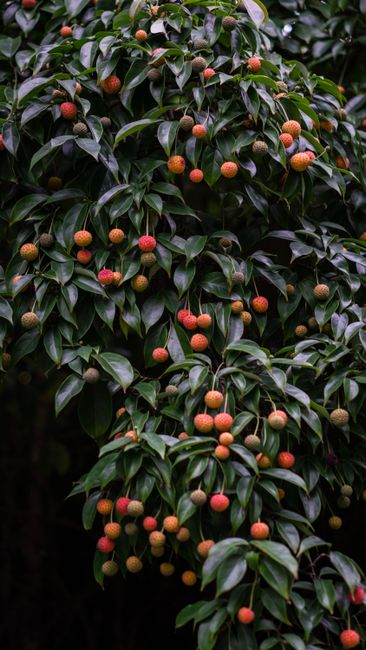 Vertical shot of a lychee tree laden with fresh, vibrant fruit, surrounded by glossy green leaves.