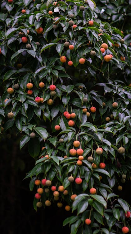 Fruit on Tree