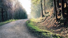 在英国德文郡，一条阳光明媚的森林小径上，宁静的早晨景色被郁郁葱葱的树木环绕