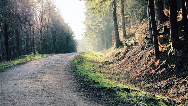 在英国德文郡，一条阳光明媚的森林小径上，宁静的早晨景色被郁郁葱葱的树木环绕