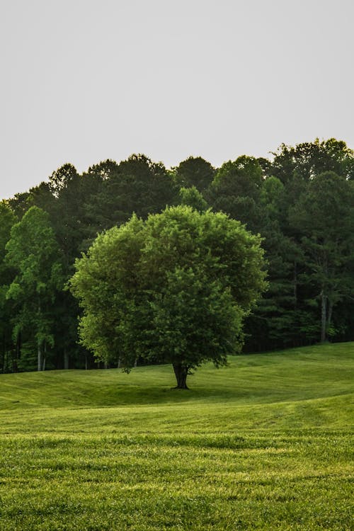 A Tree on the Grass Field