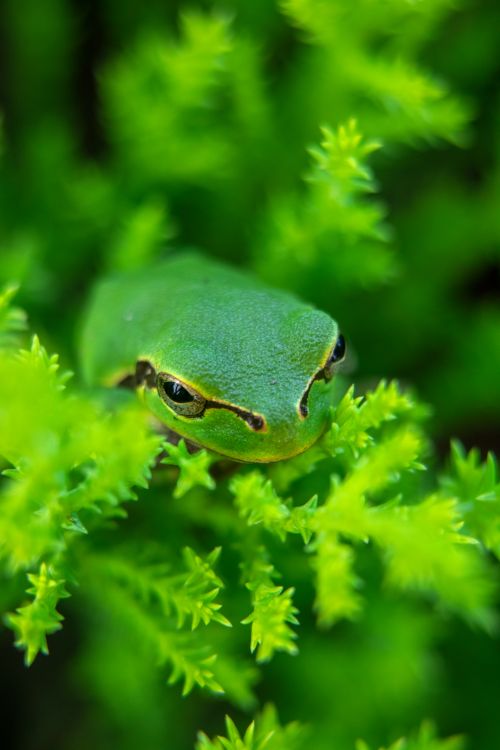 CloseUp Photo of Green Frog · Free Stock Photo