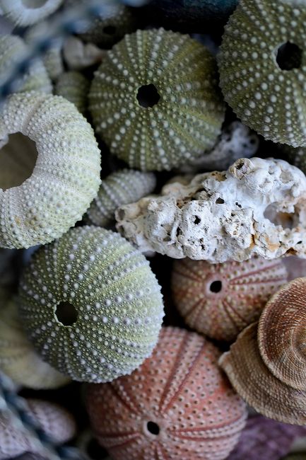 Fotomural Una colección vibrante de conchas de erizos de mar y corales que muestran una paleta oceánica natural.