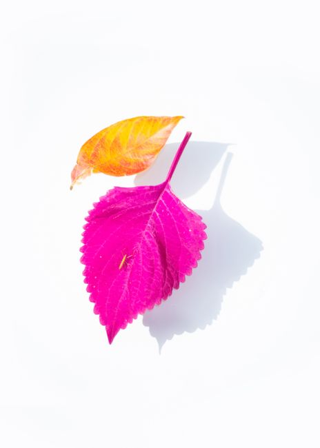 Close-up of vibrant pink and yellow leaves with bold shadows on a white background.
