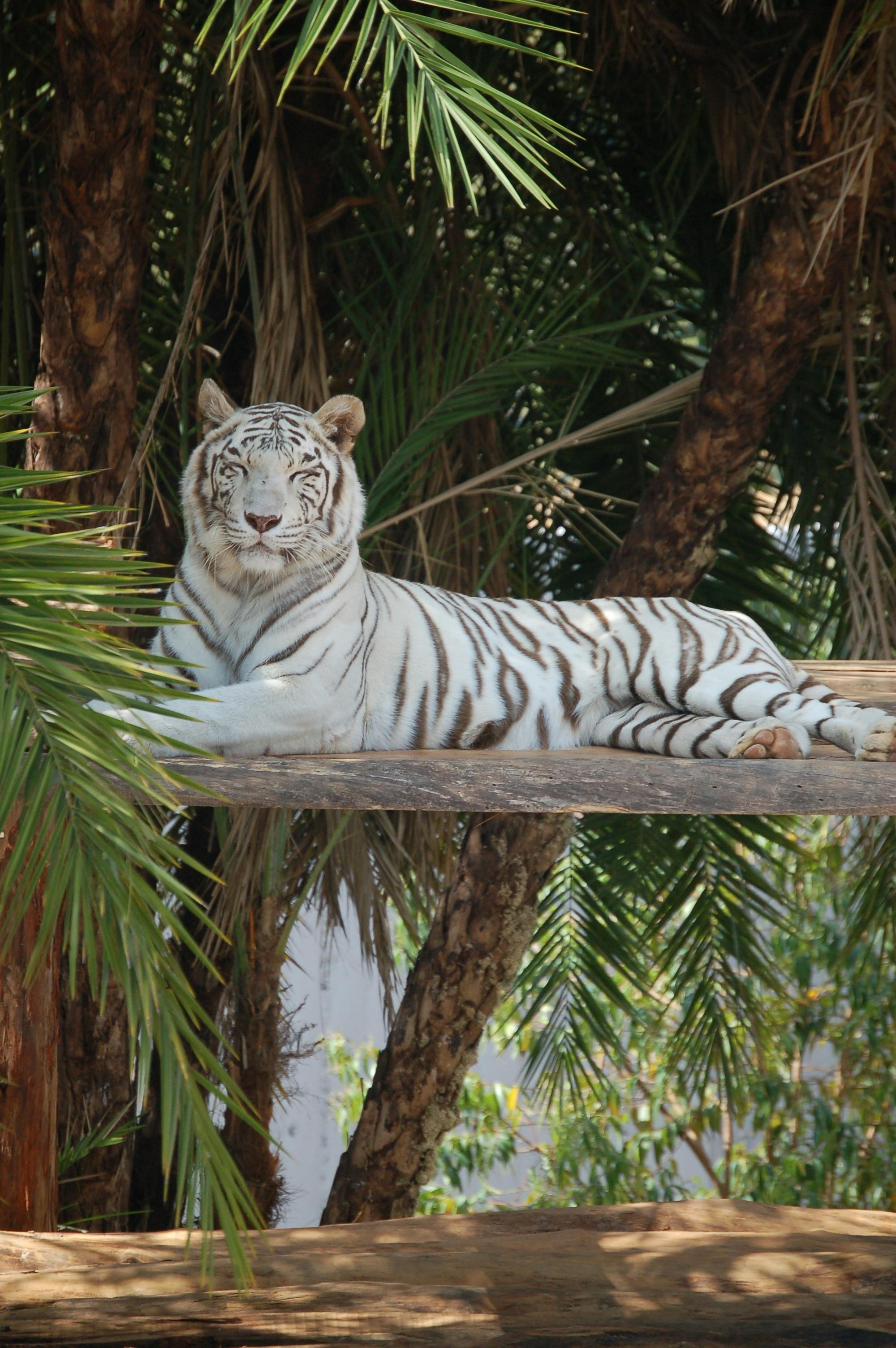 White Bengal tiger lounging on a wooden platform surrounded by lush greenery.