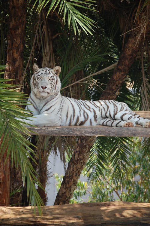 White Tiger Lying Near Trees