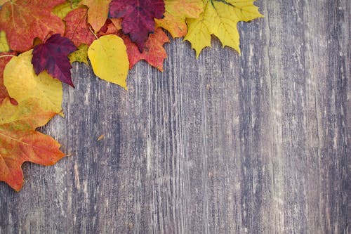 Autumn Leaves on the Wooden Surface