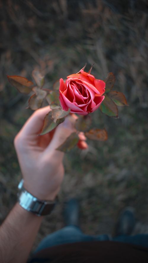 Free Top view of crop man in casual clothes with wristwatch demonstrating small pink rose flower in hand while standing in garden Stock Photo