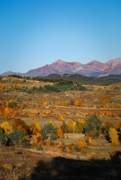 Autumn Trees in Meadow with Mountains in Distance