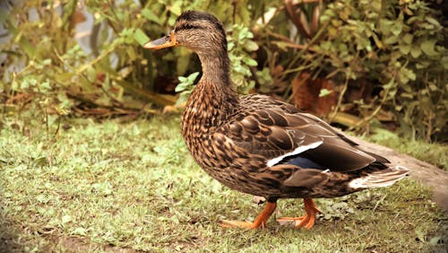 Brown Duck on Green Grass