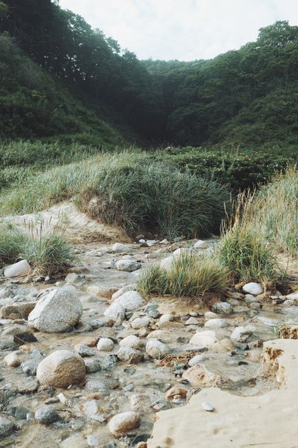 A serene stream flows through a lush green forest, surrounded by rocks and vibrant summer foliage.