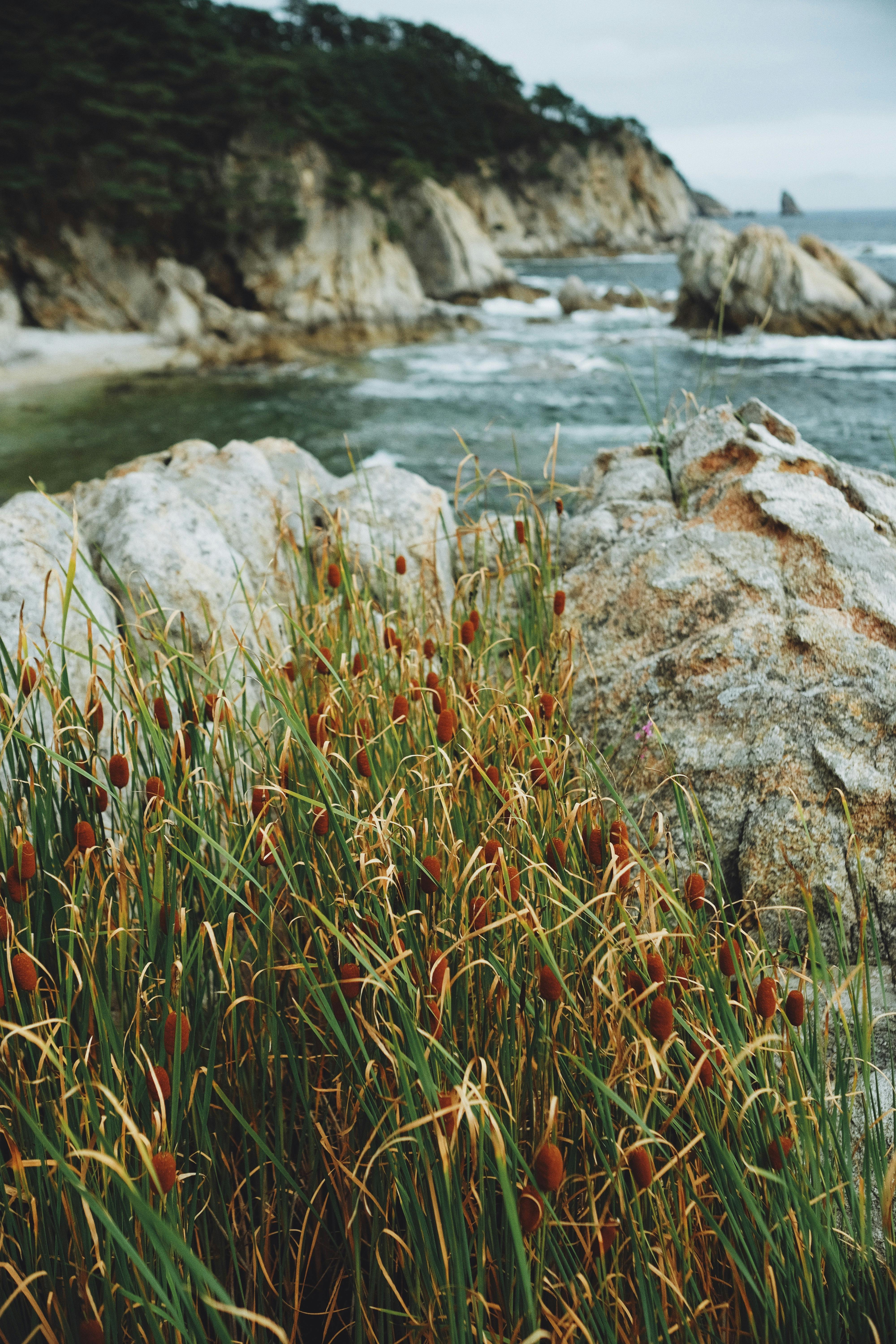 A serene coastal cliff with reeds overlooking the ocean, featuring rocks and waves under a cloudy sky.