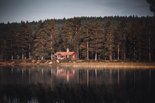 Photos gratuites de arbres, cabane, eau