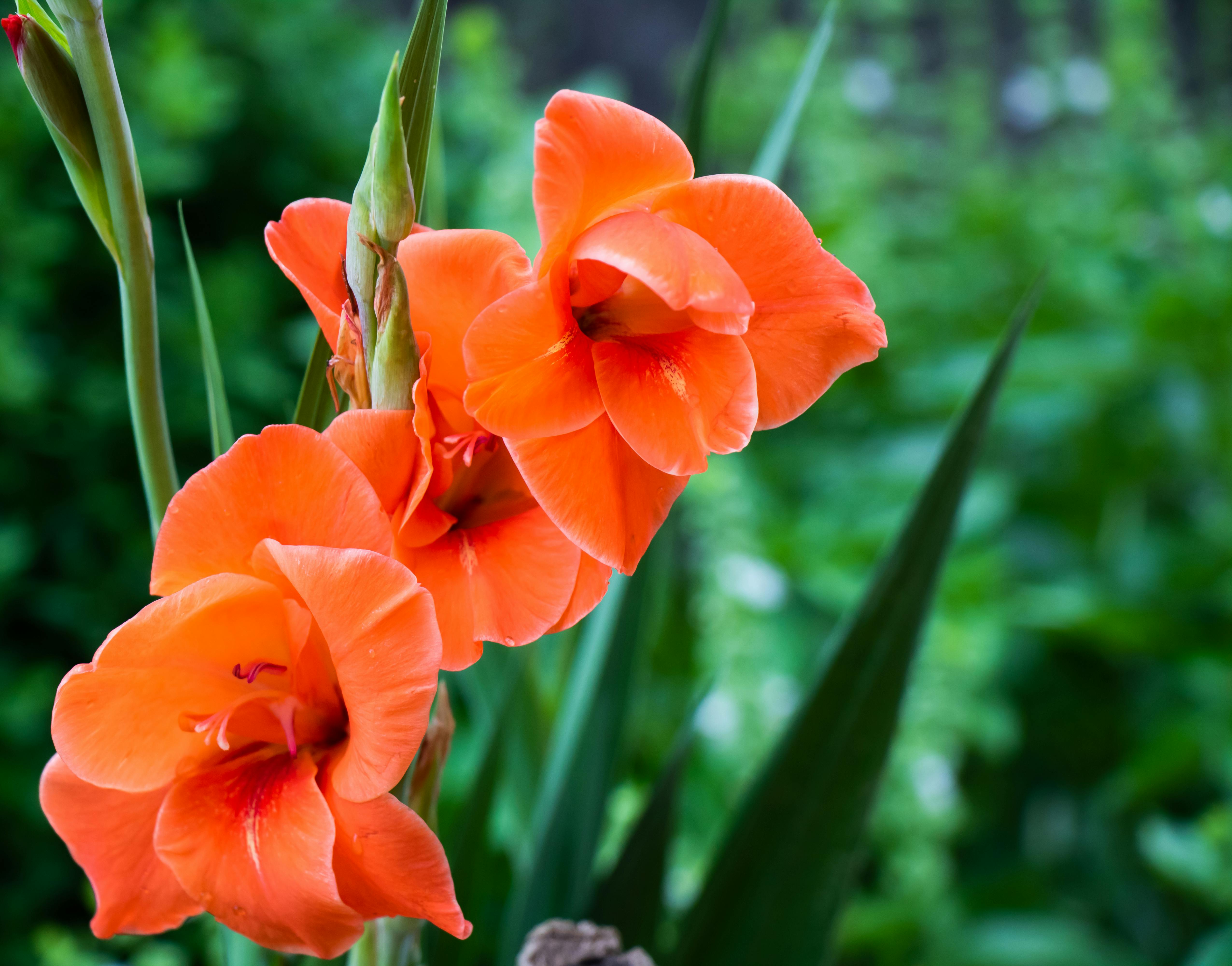 Red 6 Petaled Flower · Free Stock Photo