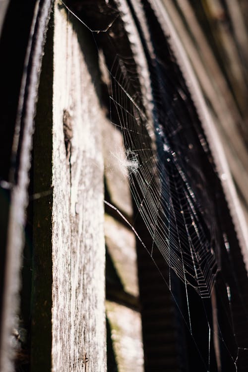 A Spider Web on Brown Wooden Window