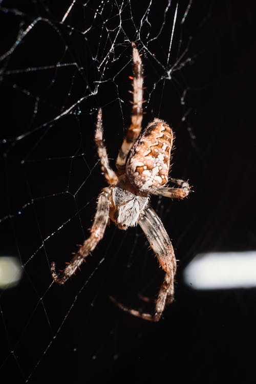 Brown Spider on Web in Close Up Photography