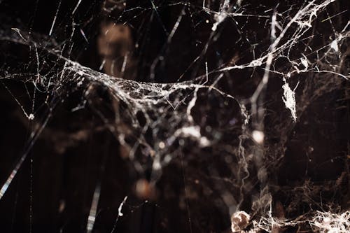 Free stock photo of cobweb, old barn, scary season
