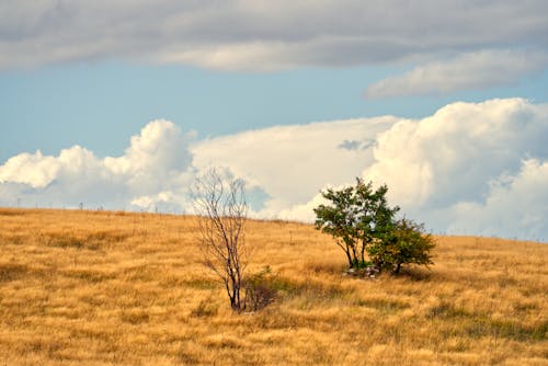 Leafless Tree and Green Tree on Brown Grass Field Under Cloudy Sky