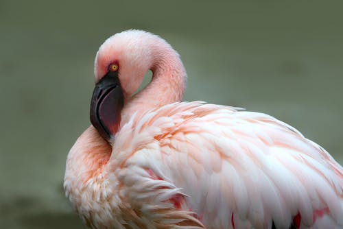 Pink Flamingo in Close Up Photography