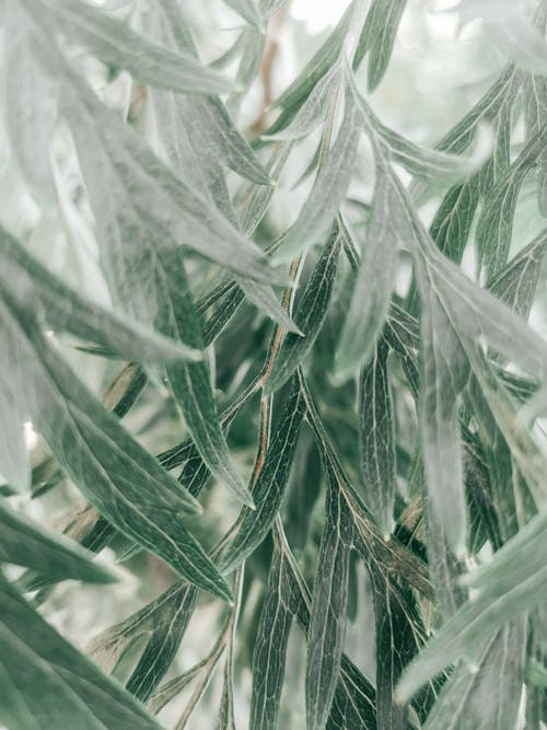 Free Green Leaves in Close Up Photography Stock Photo