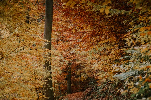 Безкоштовне стокове фото на тему «дерева, ліс, осіннє листя» стокове фото