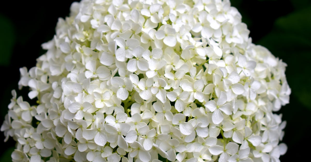 Free stock photo of flower, white, white flower