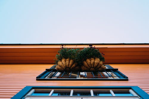 Exterior of modern house with houseplants decorating windows