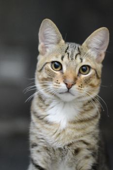 特写镜头里，一只可爱的虎斑猫正目不转睛地盯着，眼睛和胡须都带着生动的表情