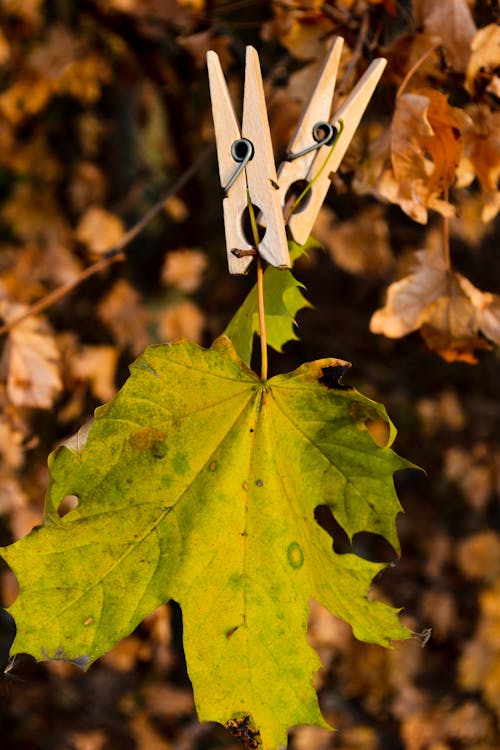 Free Wooden Clothespins On Green and Yellow Maple Leaf Stock Photo