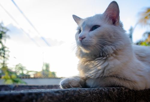 Free stock photo of animal photography, animals, cats Stock Photo