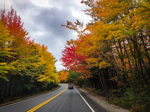 Black Asphalt Road Between Red and Green Trees Under Cloudy Sky