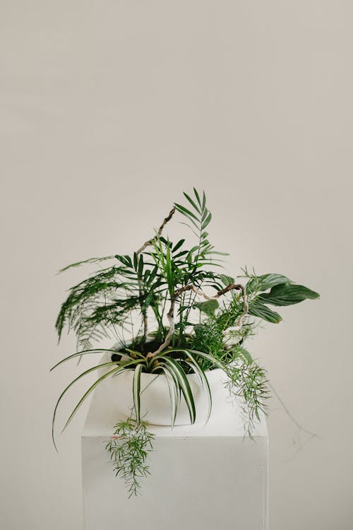 Green potted plant on white shelf