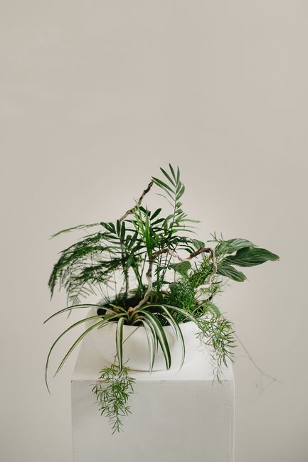 Green delicate plant with thin leaves in ceramic pot on shelf against white background