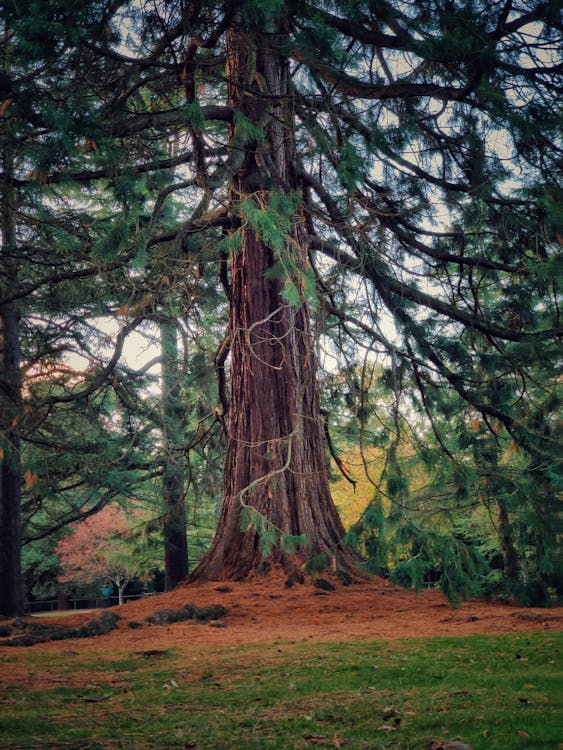 A Tall Tree With Big Trunk