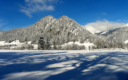 Photos gratuites de arbres, ciel bleu, couvert de neige