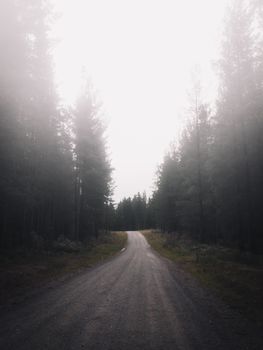 A foggy road through a dense forest, creating an eerie yet serene atmosphere.