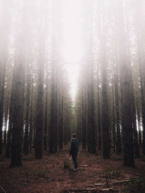 Free A Man Standing in the Middle of the Forest Stock Photo