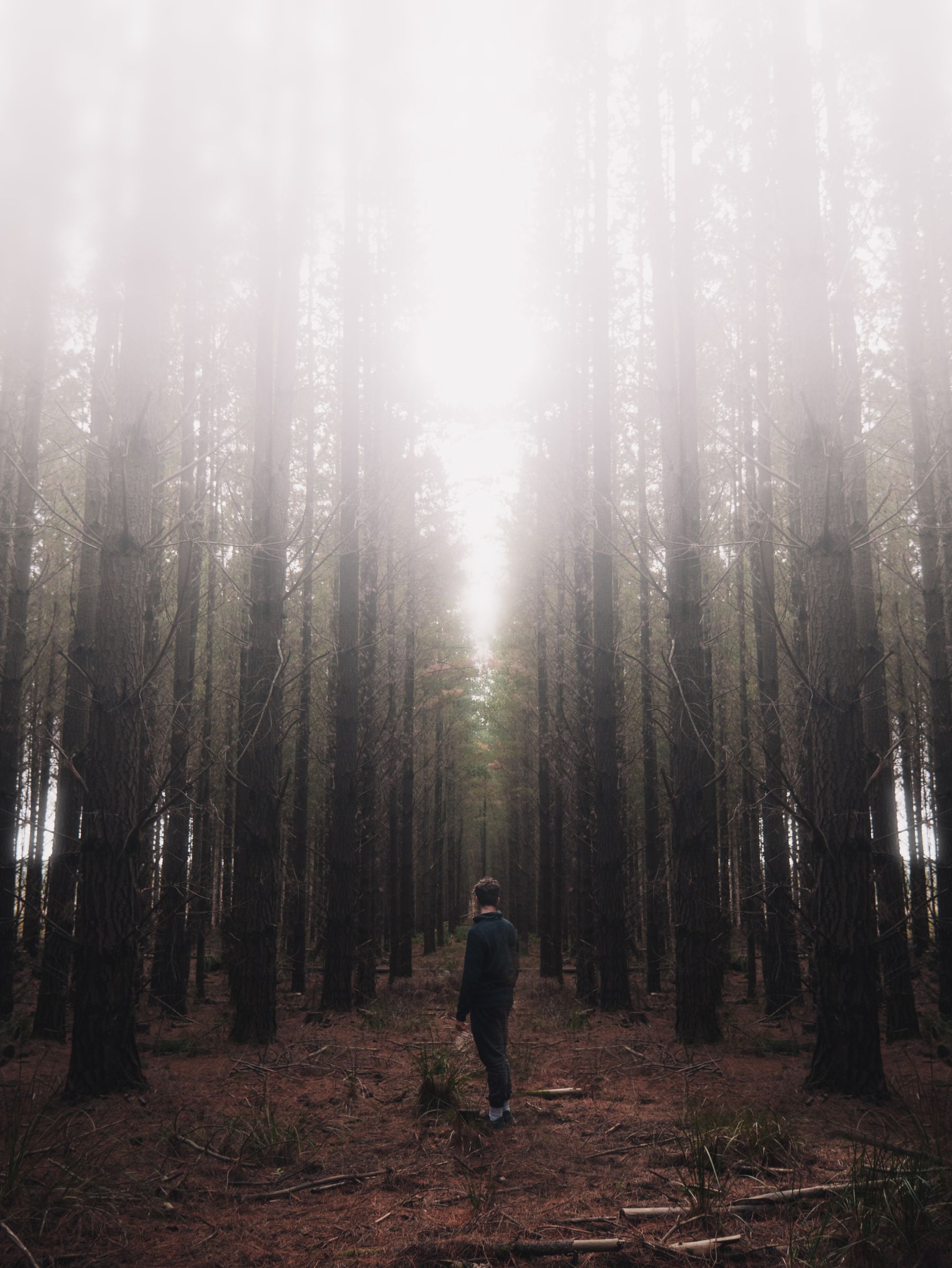 A lone figure among tall trees in a foggy forest, black and white